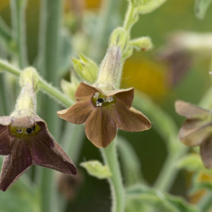 Picture of Nicotiana Langsdorfii - Bronze Queen